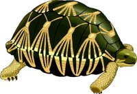 TORTOISE.WMF