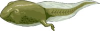 TADPOLE.WMF