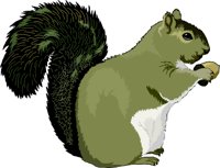 SQUIRREL.WMF