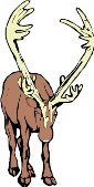 REINDEER.WMF