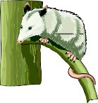 OPOSSUM.WMF