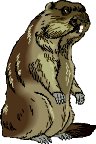 MARMOT.WMF