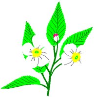 APLBLSSM.PCT