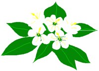 BRHODNRN.PCT