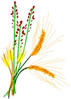 GRAINS.PCT