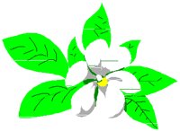 MAGNOLIA.PCT