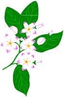 MAYFLOWR.PCT