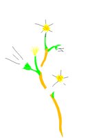OBLOSSOM.PCT
