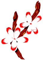 PBLOSSOM.PCT