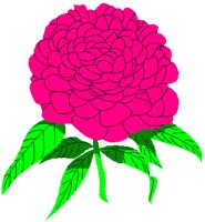 PEONY.PCT