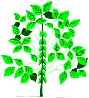 SOYBEAN.PCT