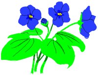 VIOLET.PCT