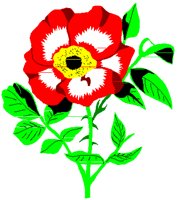 WILDROSE.PCT