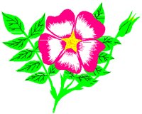 WPRAROSE.PCT