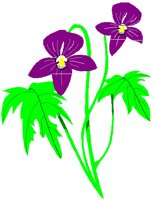 WVIOLET.PCT