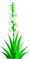 YUCCA.PCT