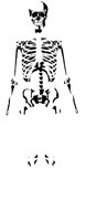 BONES.PCT