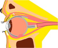EYE.PCT