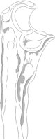 FEMUR.PCT