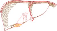 LIVER.PCT