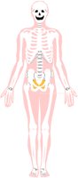 SKELETON.PCT