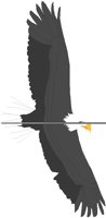 EAGLE.PCT