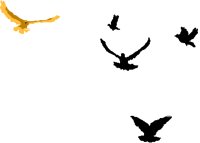 FLOCK.PCT