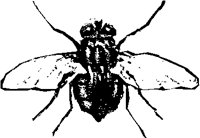 FLY.PCT