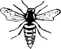 HORNET.PCT