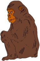 CHIMP.PCT