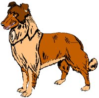 COLLIE.PCT