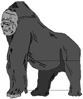 GORILLA.PCT