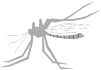 MOSQUITO.PCT