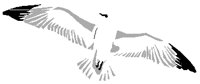 SEAGUL2.PCT