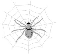 SPIDER.PCT