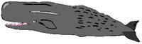 WHALE.PCT