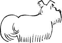 YORKIE.PCT
