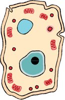CELL.PCT