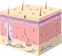 EPIDERM.PCT