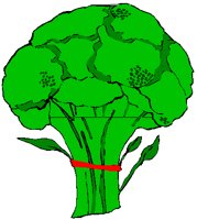BROCOLI.PCT