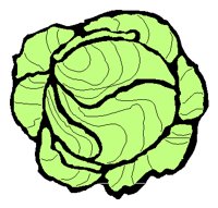 LETTUCE.PCT