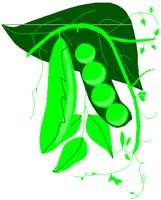 PEASPOD.PCT