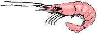 SHRIMP.PCT