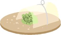 SEEDLING.PCT