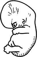 EMBRYO.PCT