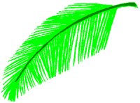 PALMBRCH.PCT
