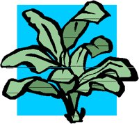 LEAFY.PCT