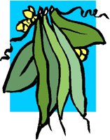 LEAFY2.PCT