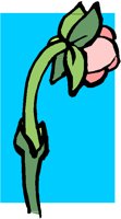 PINKBUD.PCT