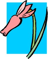 PINKBUD2.PCT